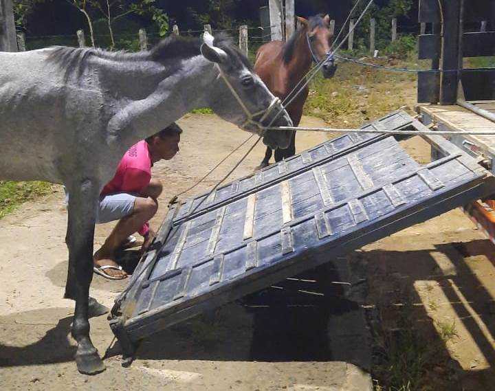 Camacã: Prefeitura intensifica apreensão de animais soltos pelas vias públicas da cidade